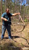 Brisbane Snake Catchers image 13